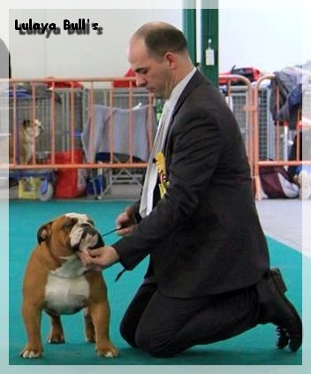 CH. Impressive Bull Luca memory - 1er Excellent (Classe jeune mâle)