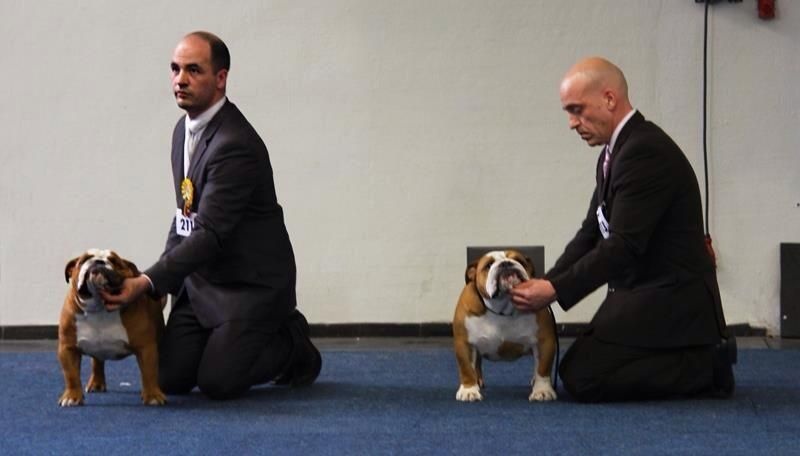 CH. Impressive Bull Luca memory - 1ier EXCELLENT Deutcher Champion VDH RCAC-RCACIB