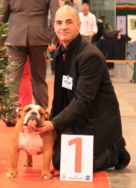 CH. Impressive Bull Luca memory - Best In Show Puppy