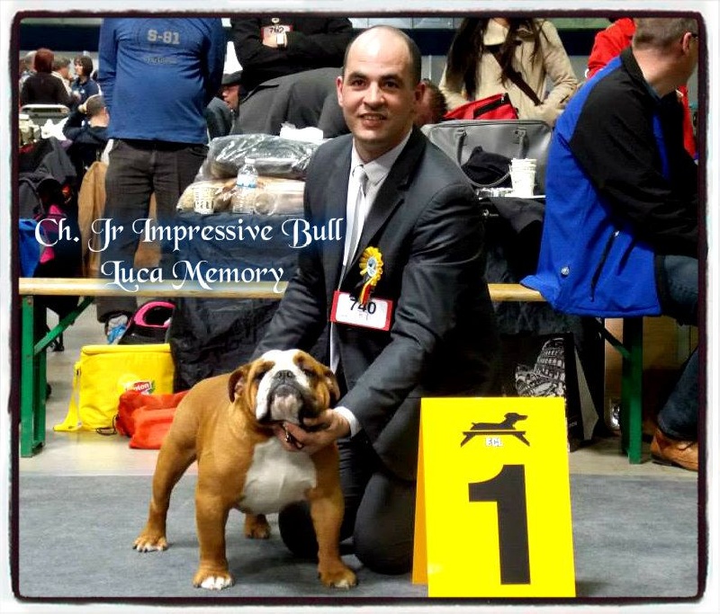 CH. Impressive Bull Luca memory - 1er Excellent - JCAC (Champion Jeune Luxembourg)