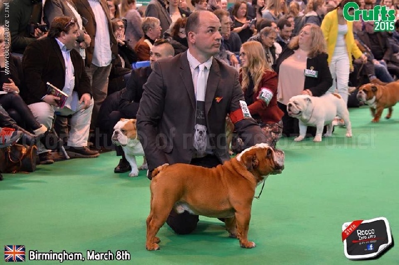 CH. Impressive Bull Luca memory - Excellent nc