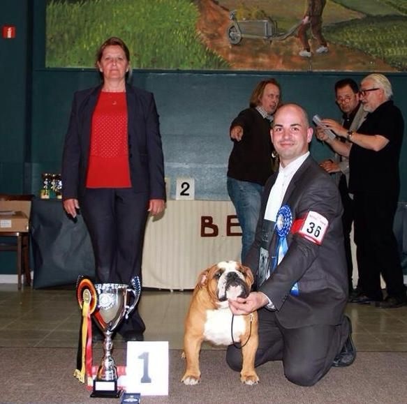 CH. Impressive Bull Luca memory - CAC - BOB- Meilleur mâle classe intermédiaire - Meilleur mâle de l'exposition