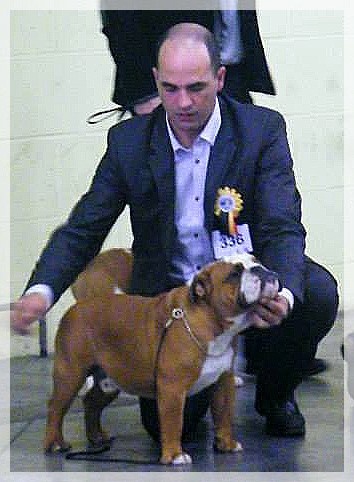 CH. Impressive Bull Luca memory - 1er Excellent