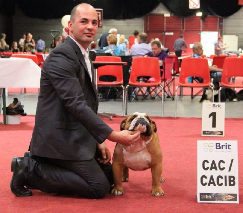 CH. Impressive Bull Luca memory - 1er Excellent CAC-CACIB (classe ouverte)