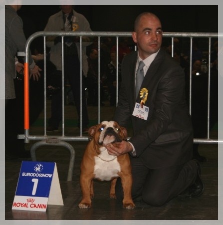 CH. Impressive Bull Luca memory - 1er Excellent - Best Jeune