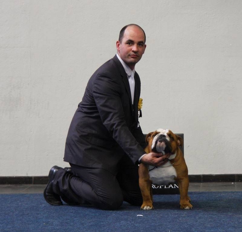 CH. Impressive Bull Luca memory - 1ier EXCELLENT Deutcher Champion VDH