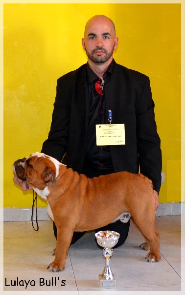 CH. Impressive Bull Luca memory - 1er Très Prometteur Best Puppy