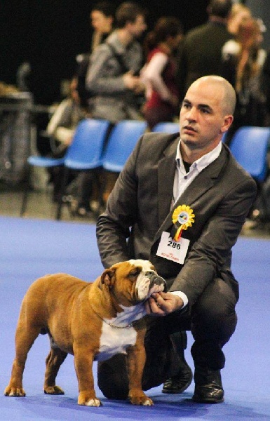 CH. Impressive Bull Luca memory - 1er Très Bon