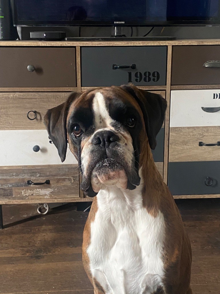 CH. Tsunade De Toumaï