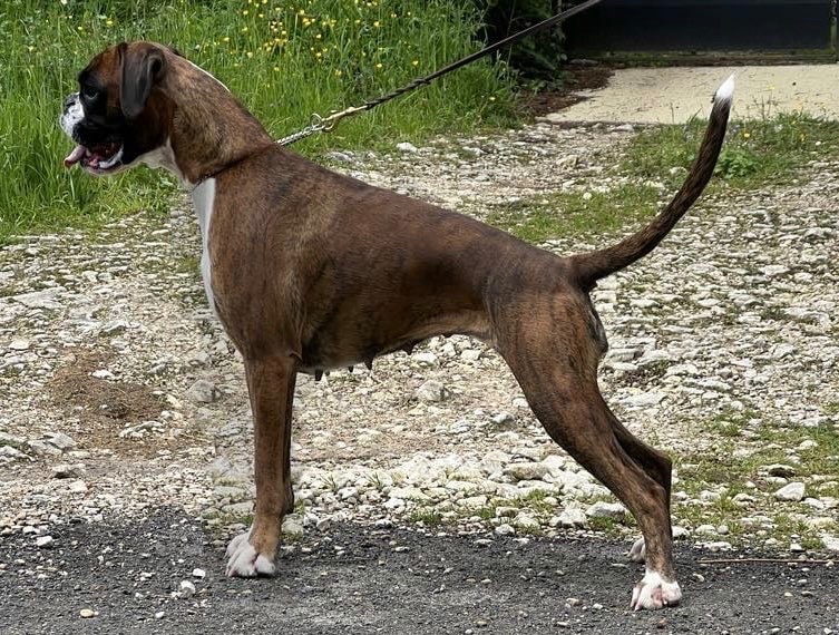 CH. Tsunade De Toumaï