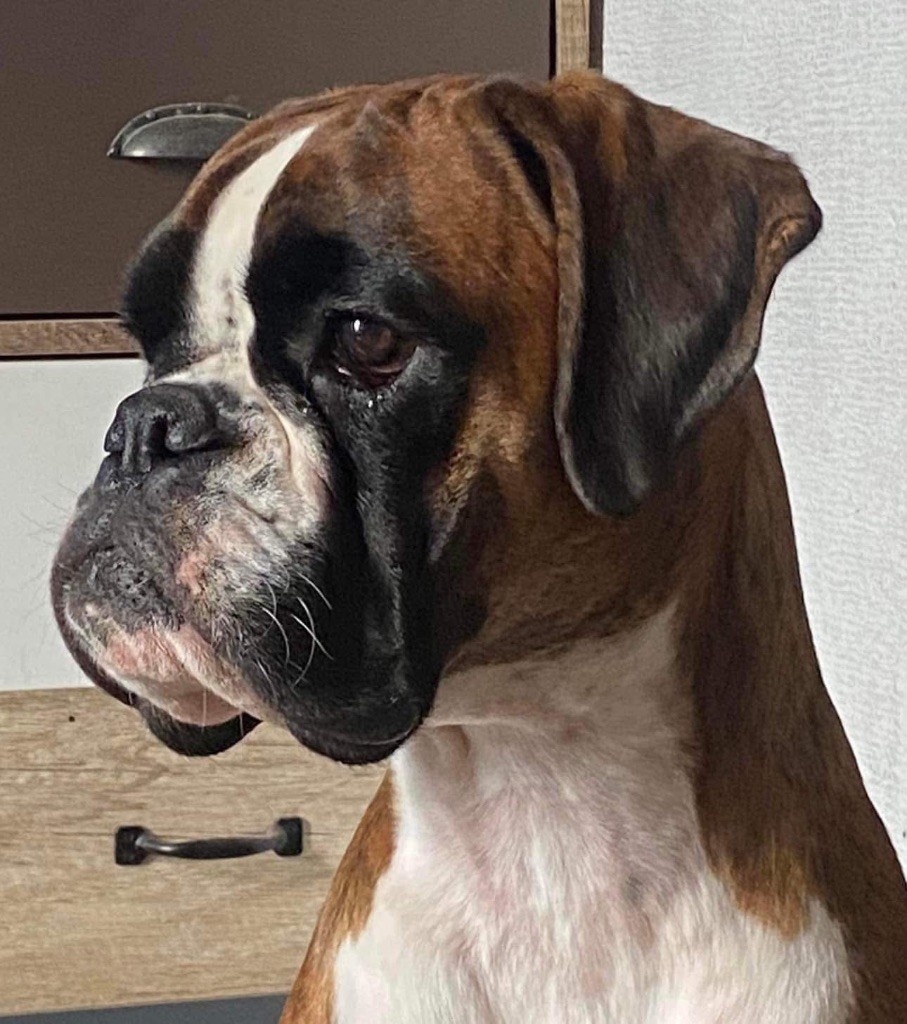 CH. Tsunade De Toumaï