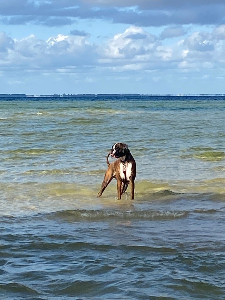 CH. Tsunade De Toumaï