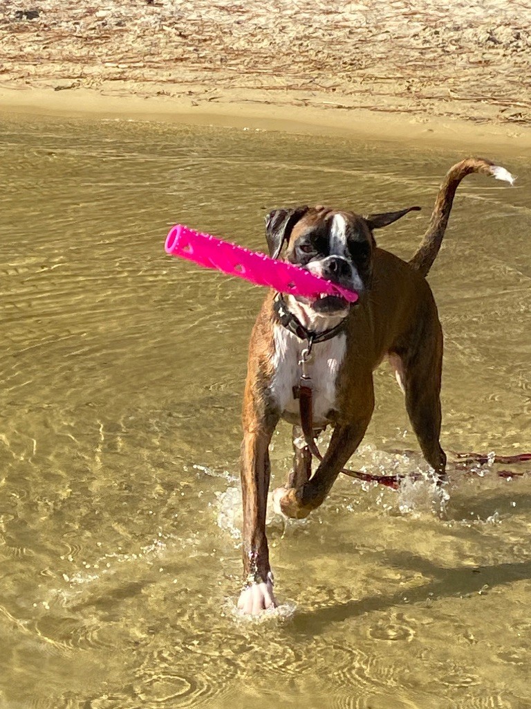 CH. Tsunade De Toumaï