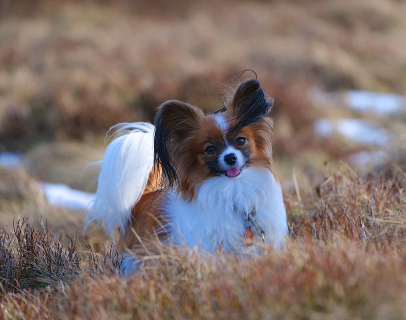 True tenderness des Jolis Morphos D'Eugénie