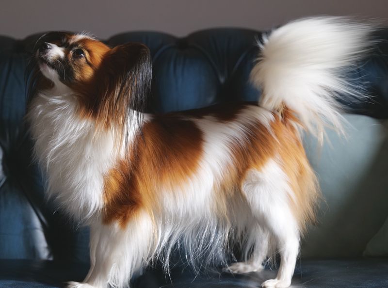 True tenderness des Jolis Morphos D'Eugénie