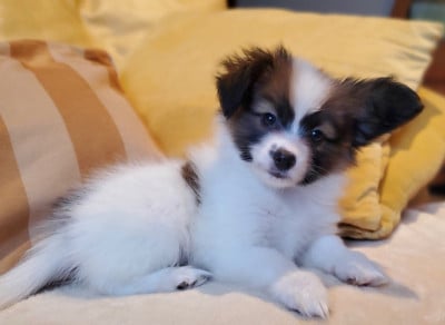 Les chiots de Epagneul nain Continental (Papillon)