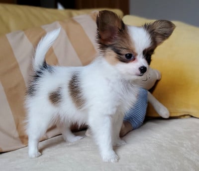 Les chiots de Epagneul nain Continental (Papillon)