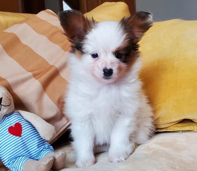 Les chiots de Epagneul nain Continental (Papillon)