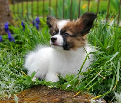 Les chiots de Epagneul nain Continental (Papillon)