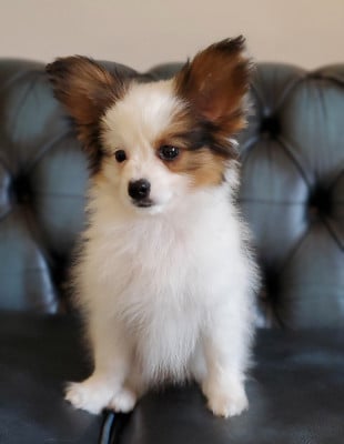 Les chiots de Epagneul nain Continental (Papillon)