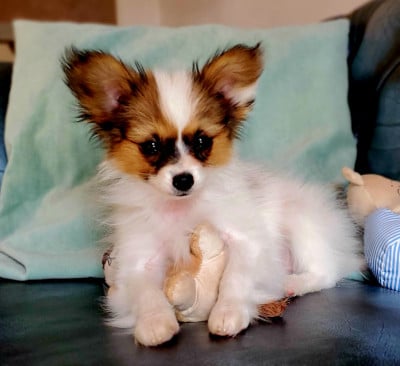Les chiots de Epagneul nain Continental (Papillon)