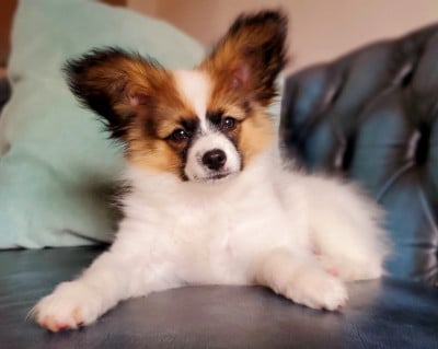 Les chiots de Epagneul nain Continental (Papillon)