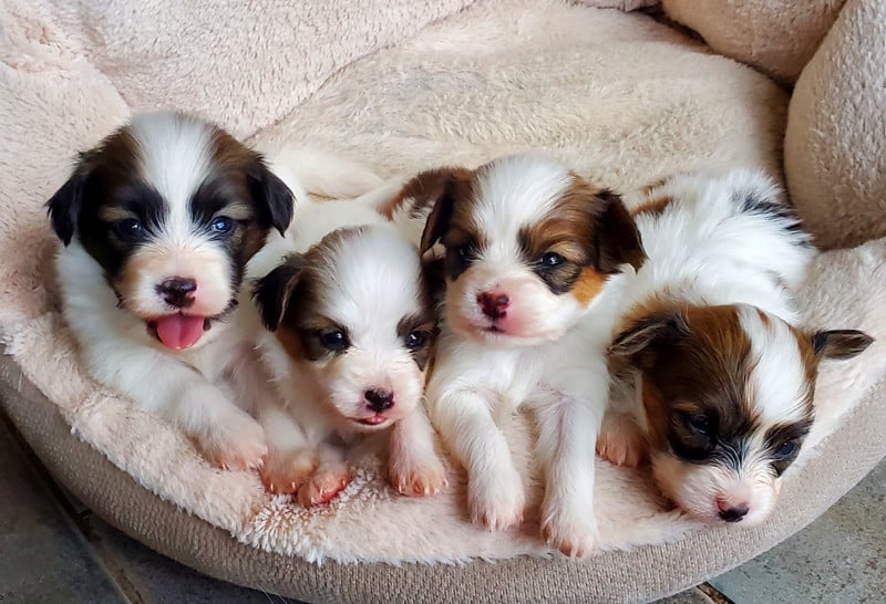 Epagneul nain Continental (Papillon) - des Jolis Morphos D'Eugénie