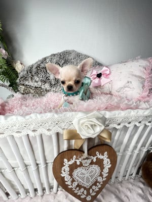 Bellagio - Chihuahua