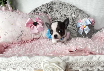 Bento - Chihuahua