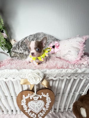 Bijou - Chihuahua