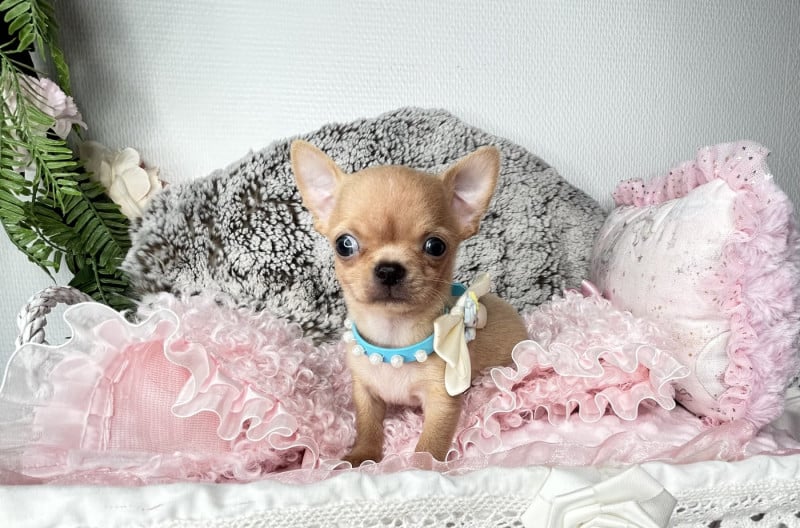 Chihuahua - From Lasting Love