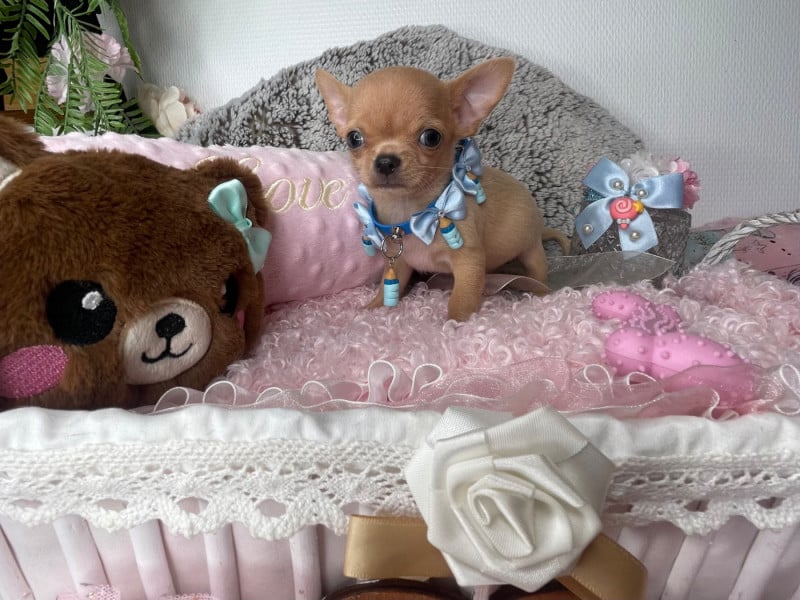 Chihuahua - From Lasting Love