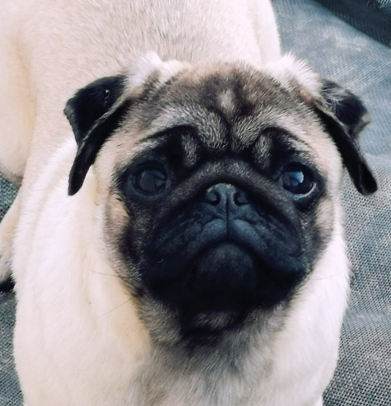 Satine (Sans Affixe)