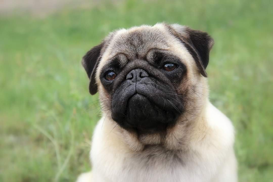 Satine (Sans Affixe)