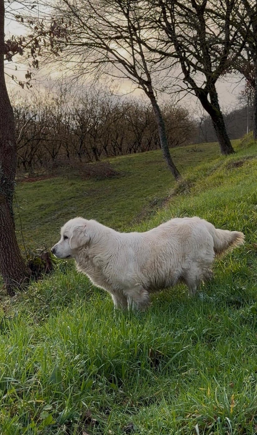 Publication : Du Clos De Compostelle