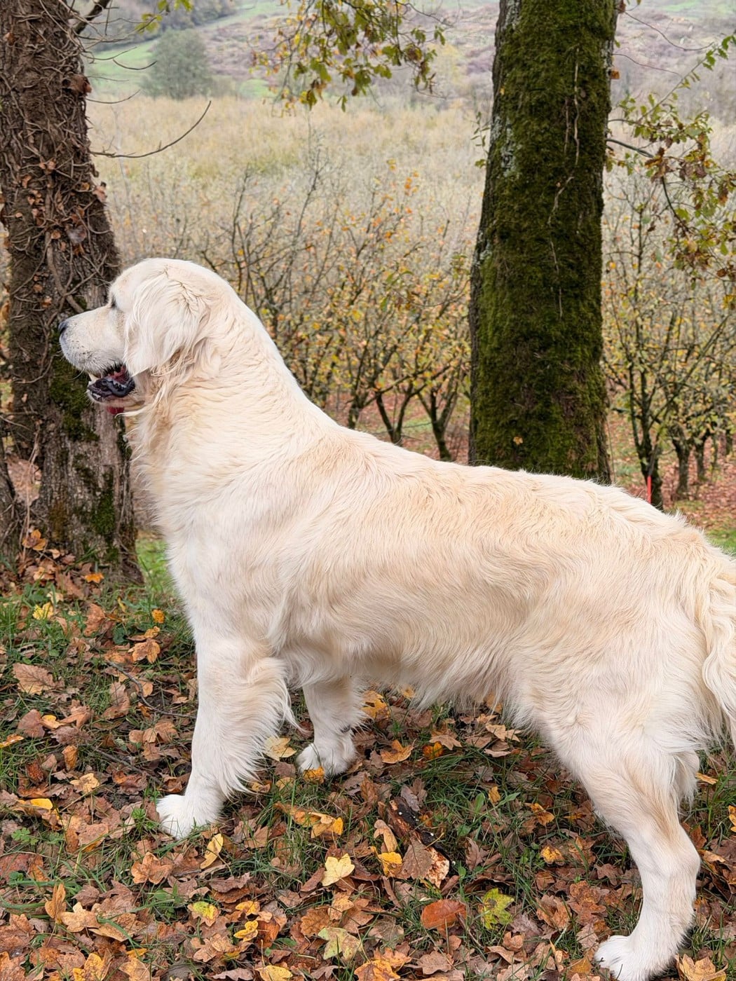 Publication : Du Clos De Compostelle