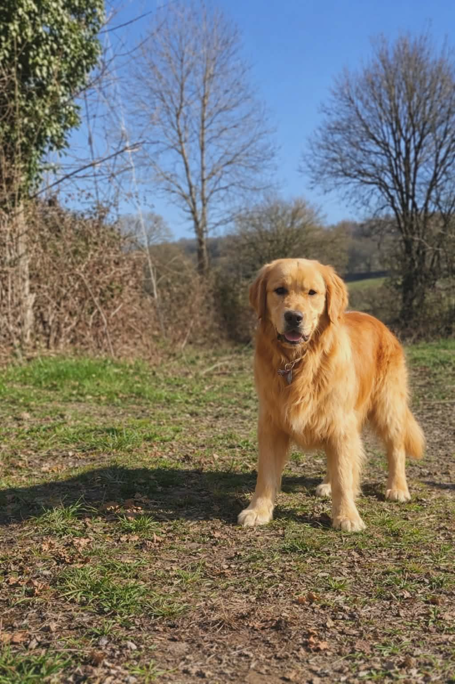 The best Des Puppys Goldens Love