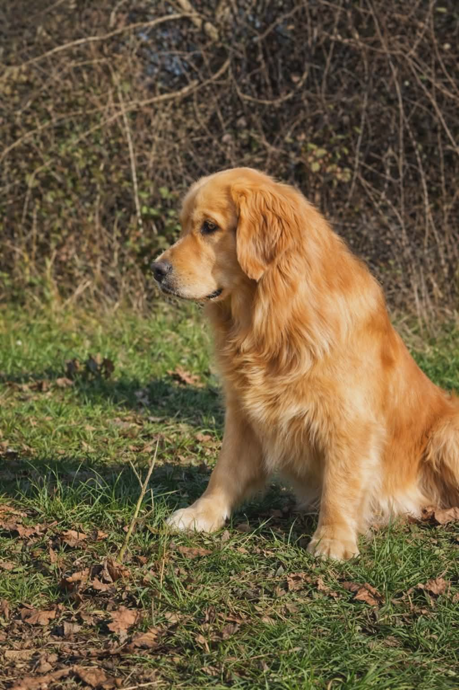The best Des Puppys Goldens Love