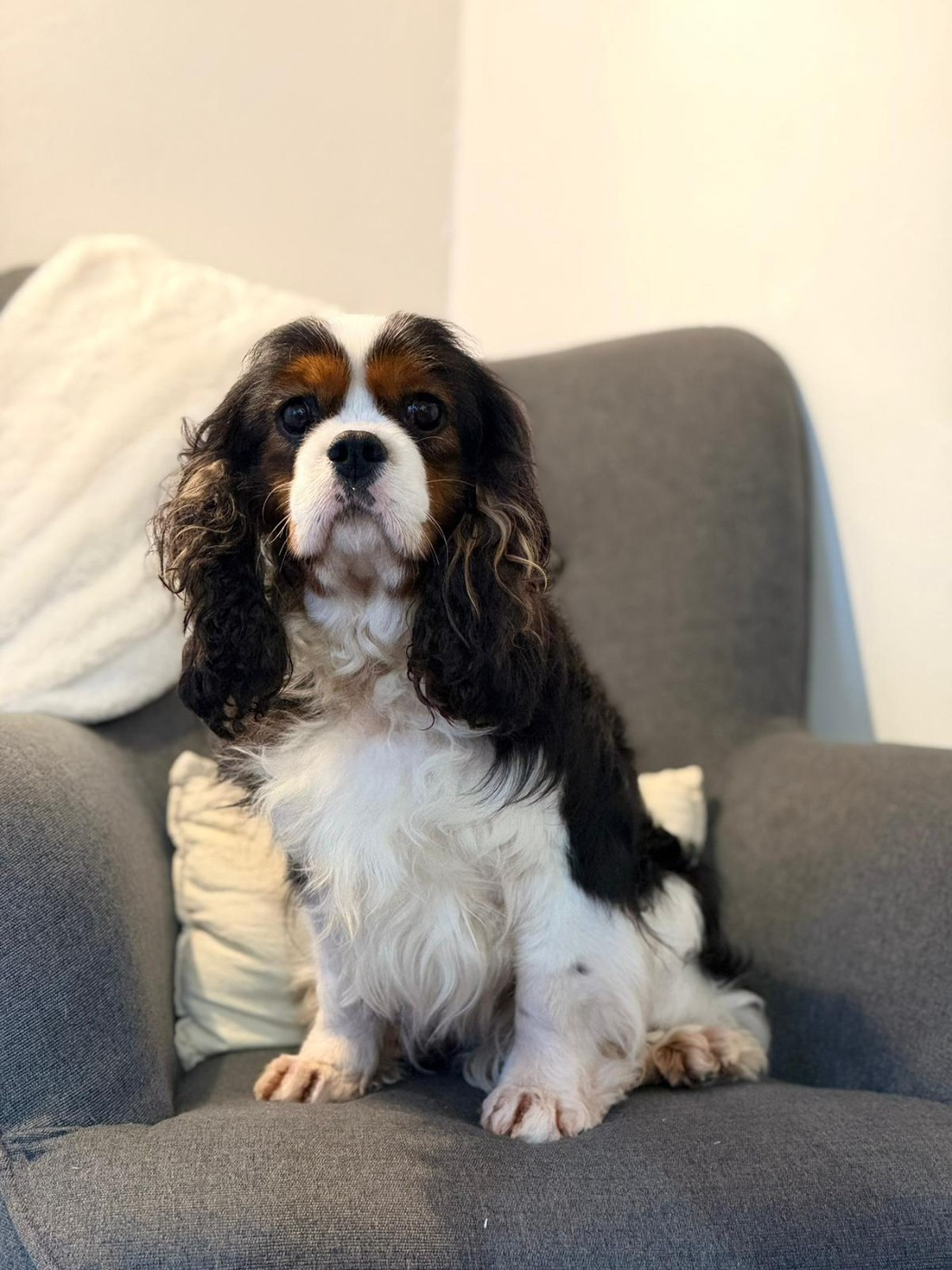 Sacha Du Petit Bois Ensorcelé