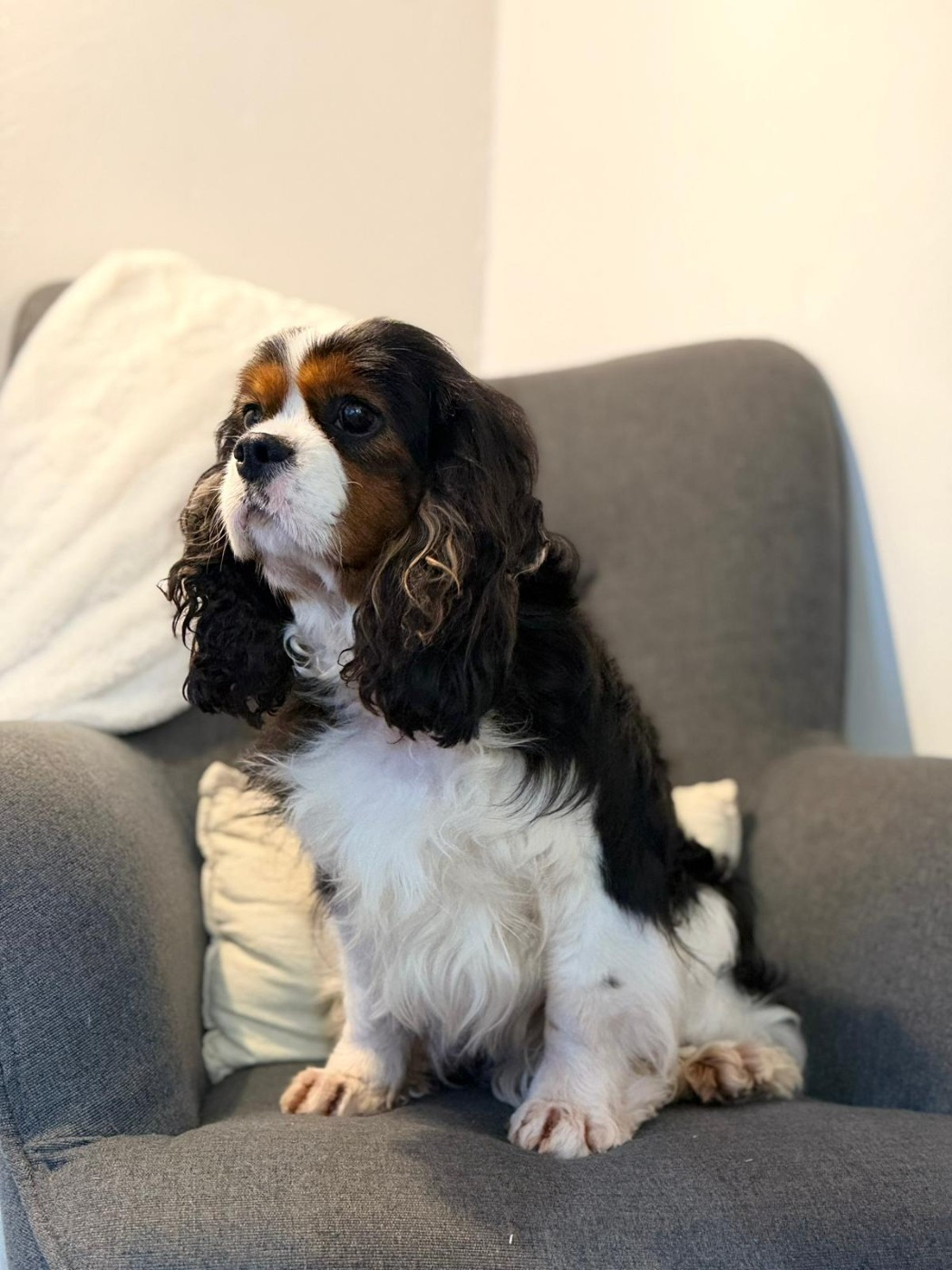 Sacha Du Petit Bois Ensorcelé