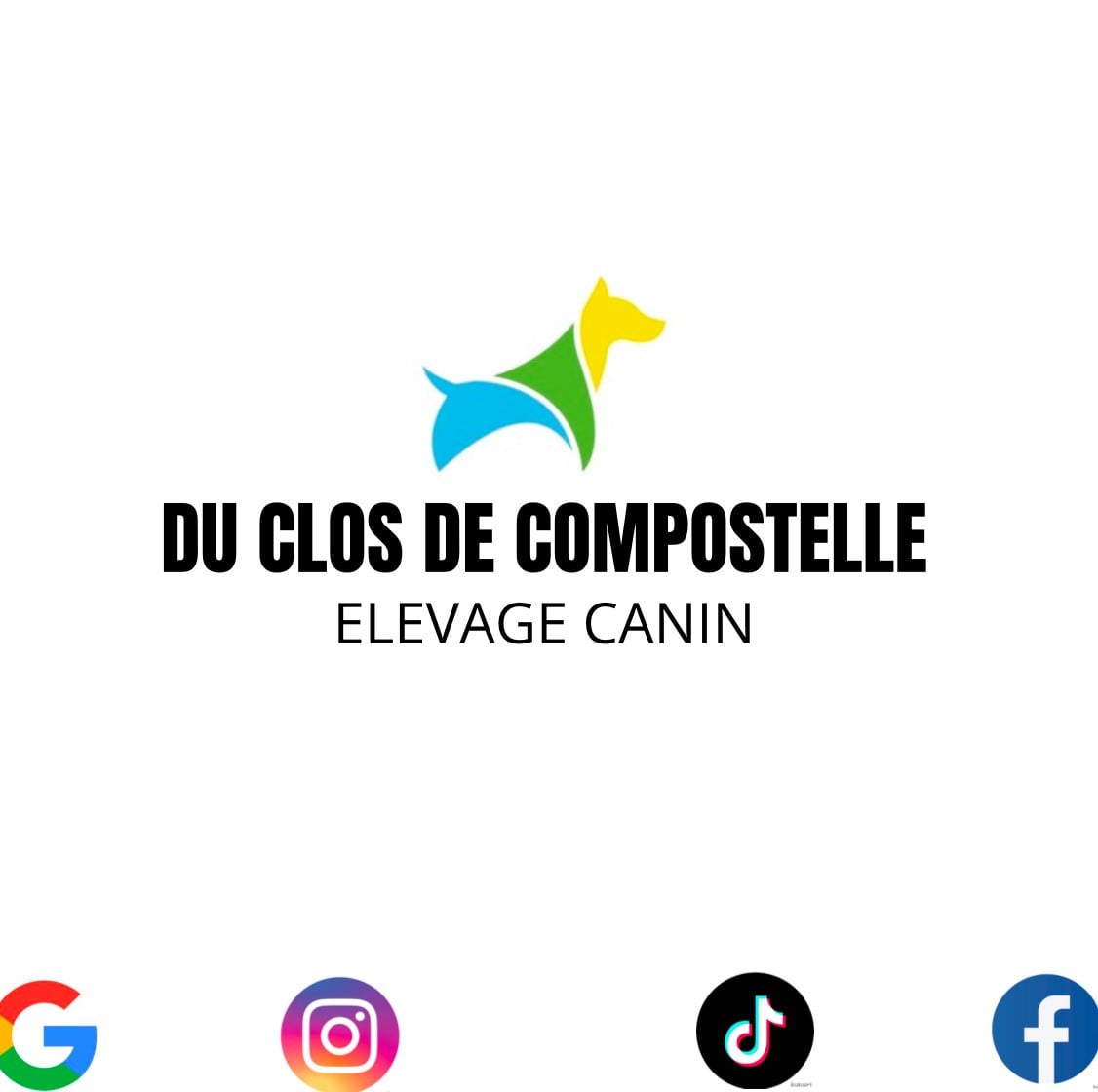 Chiot Cavalier King Charles Spaniel