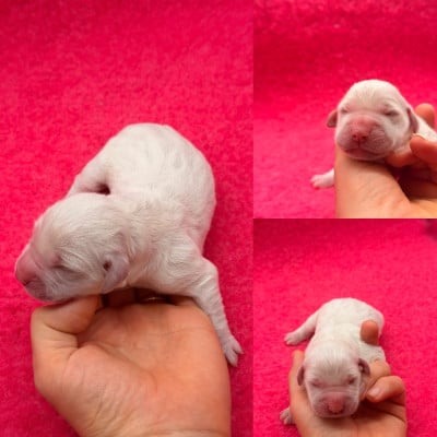 Les chiots de Golden Retriever