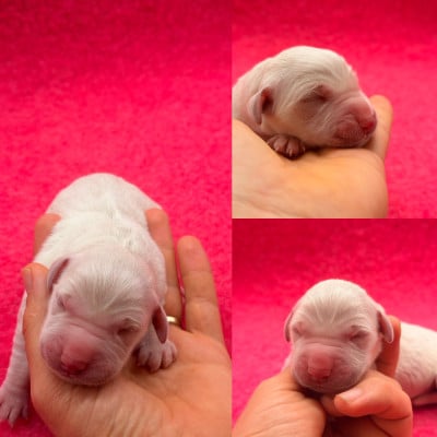 Les chiots de Golden Retriever