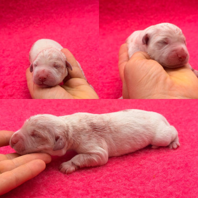 Les chiots de Golden Retriever