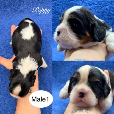 Les chiots de Cavalier King Charles Spaniel