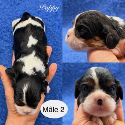 Les chiots de Cavalier King Charles Spaniel