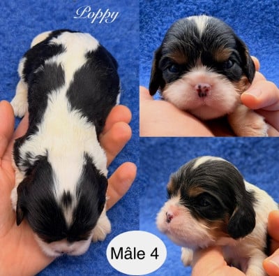 Les chiots de Cavalier King Charles Spaniel