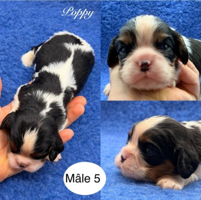 Les chiots de Cavalier King Charles Spaniel