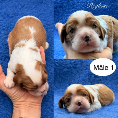 Les chiots de Cavalier King Charles Spaniel