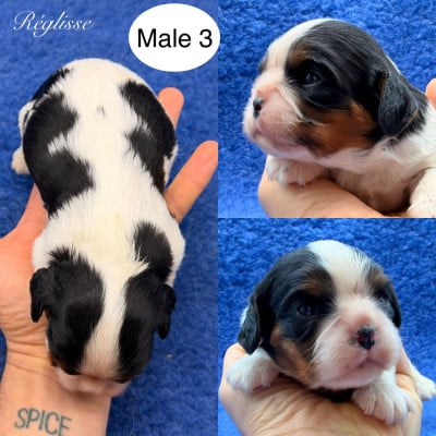 Les chiots de Cavalier King Charles Spaniel